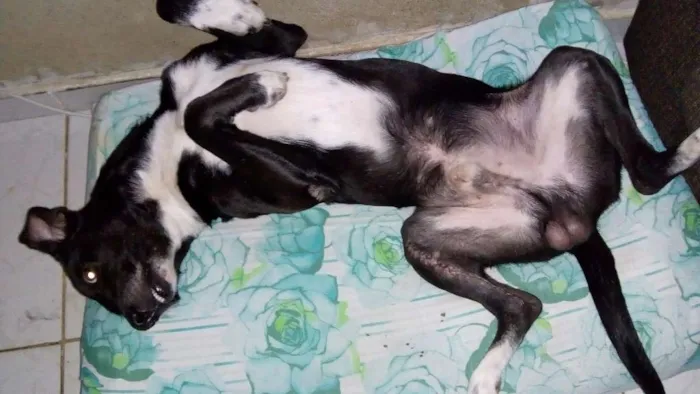Cachorro raça Vira lata idade 3 anos nome Melkyn