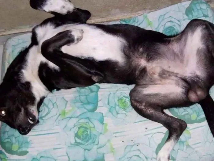Cachorro raça Vira lata idade 3 anos nome Melkyn