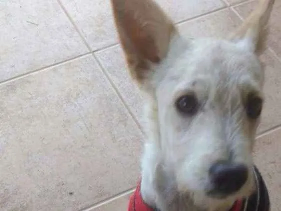 Cachorro raça srd idade 2 anos nome Nina