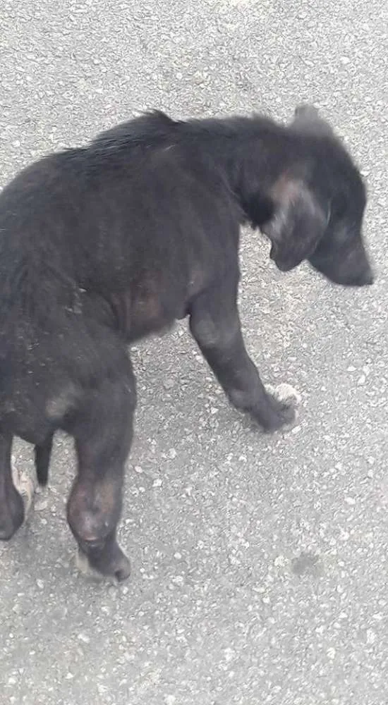 Cachorro ra a Vira lata idade 7 a 11 meses nome Sem nome