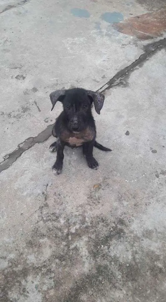 Cachorro ra a Vira lata idade 7 a 11 meses nome Sem nome