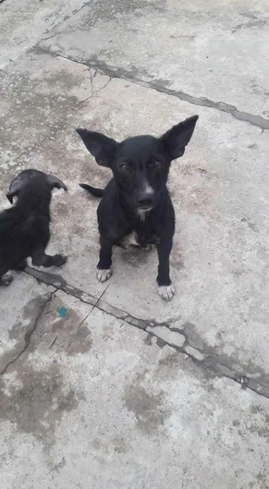 Cachorro ra a Vira lata idade 7 a 11 meses nome Sem nome