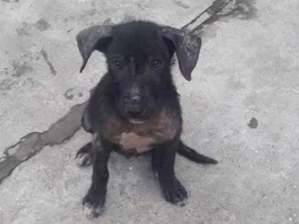 Cachorro ra a Vira lata idade 7 a 11 meses nome Sem nome