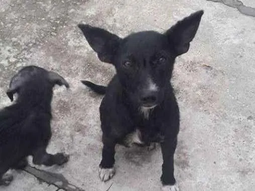 Cachorro ra a Vira lata idade 7 a 11 meses nome Sem nome