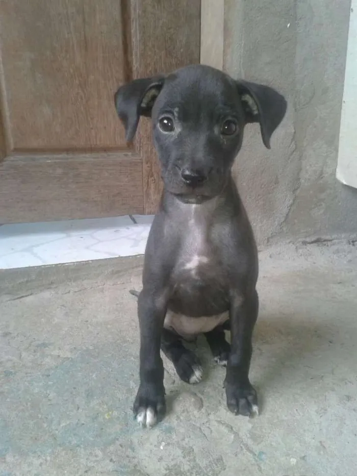Cachorro raça Sem raça definida idade 2 a 6 meses nome Bela