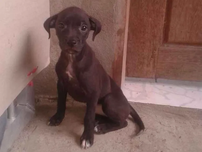 Cachorro raça Sem raça definida idade 2 a 6 meses nome Bela