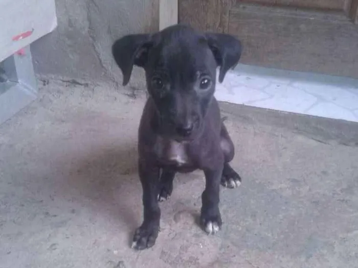Cachorro raça Sem raça definida idade 2 a 6 meses nome Bela