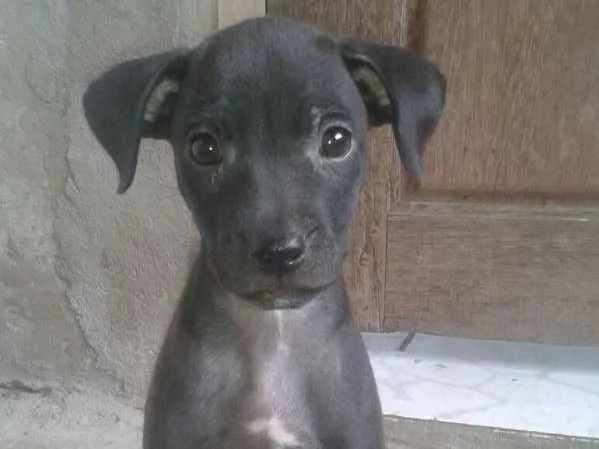 Cachorro raça Sem raça definida idade 2 a 6 meses nome Bela