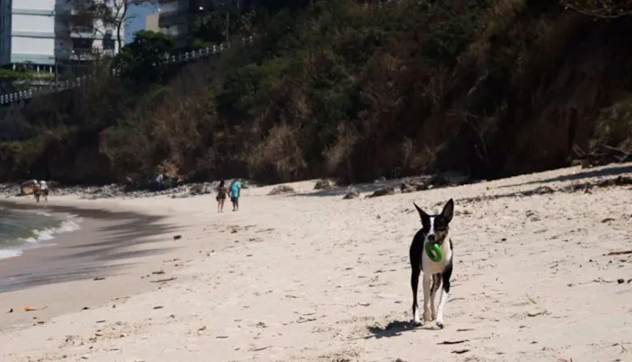 Cachorro ra a SRD idade 1 ano nome Gaia