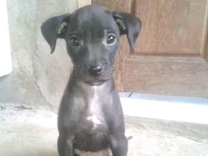 Cachorro raça Sem raça definida idade 2 a 6 meses nome Bela