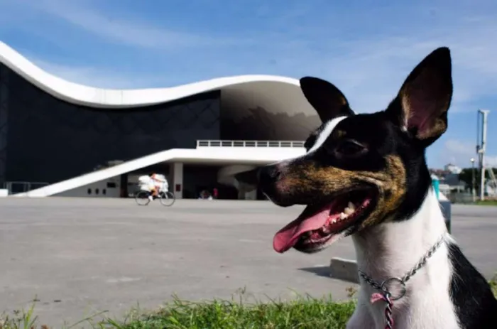 Cachorro ra a SRD idade 1 ano nome Gaia