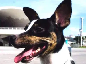 Cachorro raça SRD idade 1 ano nome Gaia