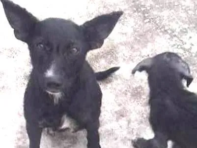 Cachorro ra a Vira lata idade 7 a 11 meses nome Sem nome