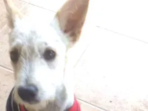 Cachorro raça srd idade 2 anos nome Nina