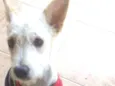 Nina