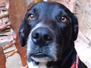 Cachorro raça Vira lata idade 3 anos nome Melkyn