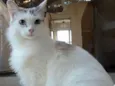 Allegra
