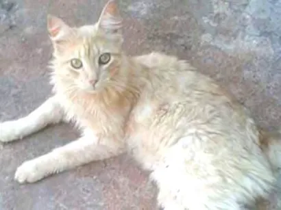 Gato raça Mestiço Angorá idade 2 a 6 meses nome Romão