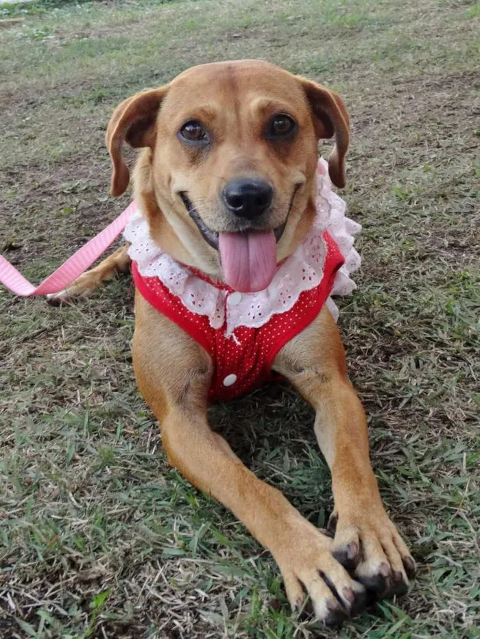 Cachorro ra a Sem raça definida idade 2 anos nome Lilica