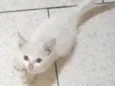 Pequeno