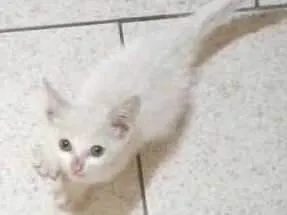 Gato raça Não sei idade Abaixo de 2 meses nome Pequeno