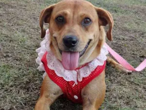 Cachorro raça Sem raça definida idade 2 anos nome Lilica