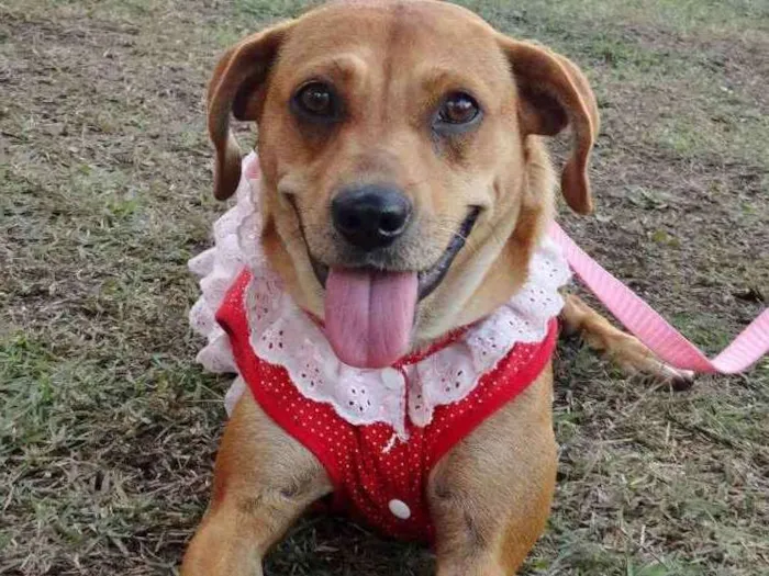 Cachorro ra a Sem raça definida idade 2 anos nome Lilica