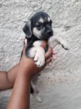 Adote 