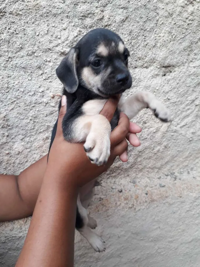 Cachorro ra a Nao tenho/Sem Nome idade Abaixo de 2 meses nome Adote 