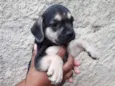 Adote 