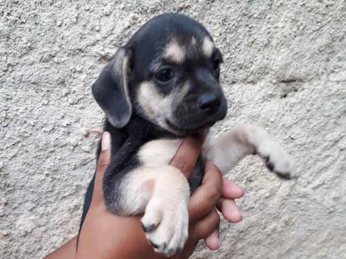 Cachorro ra a Nao tenho/Sem Nome idade Abaixo de 2 meses nome Adote 