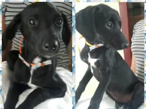Cachorro raça Sem raça definida idade 2 a 6 meses nome Julie