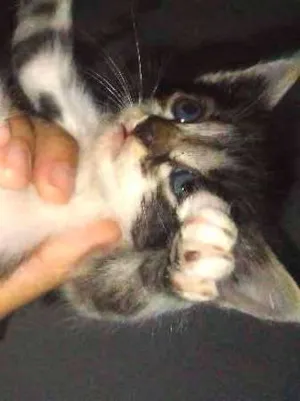 Gato raça  idade Abaixo de 2 meses nome (Nome em aberto)