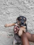Adote 