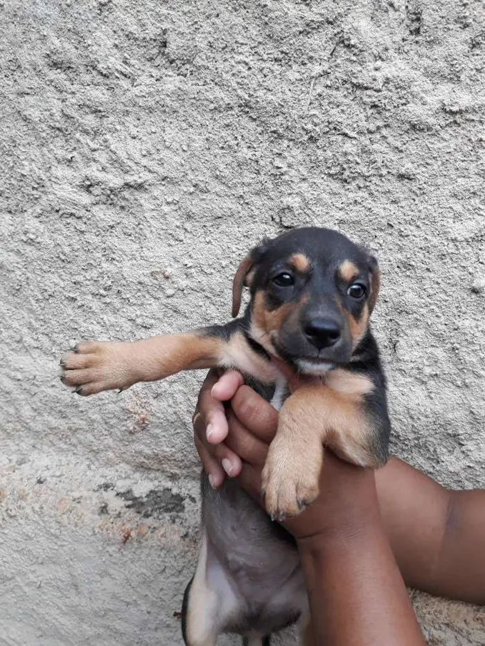 Cachorro ra a Nao tenho/Sem Nome idade Abaixo de 2 meses nome Adote 