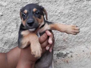 Cachorro raça Nao tenho/Sem Nome idade Abaixo de 2 meses nome Adote 