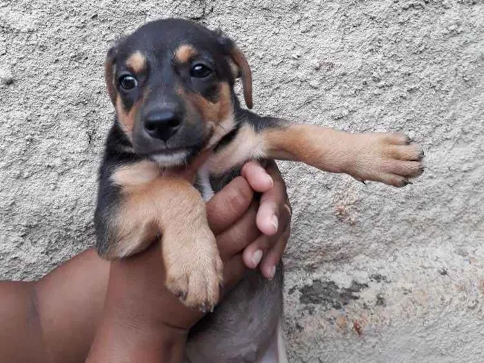 Cachorro ra a Nao tenho/Sem Nome idade Abaixo de 2 meses nome Adote 