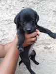Adote 
