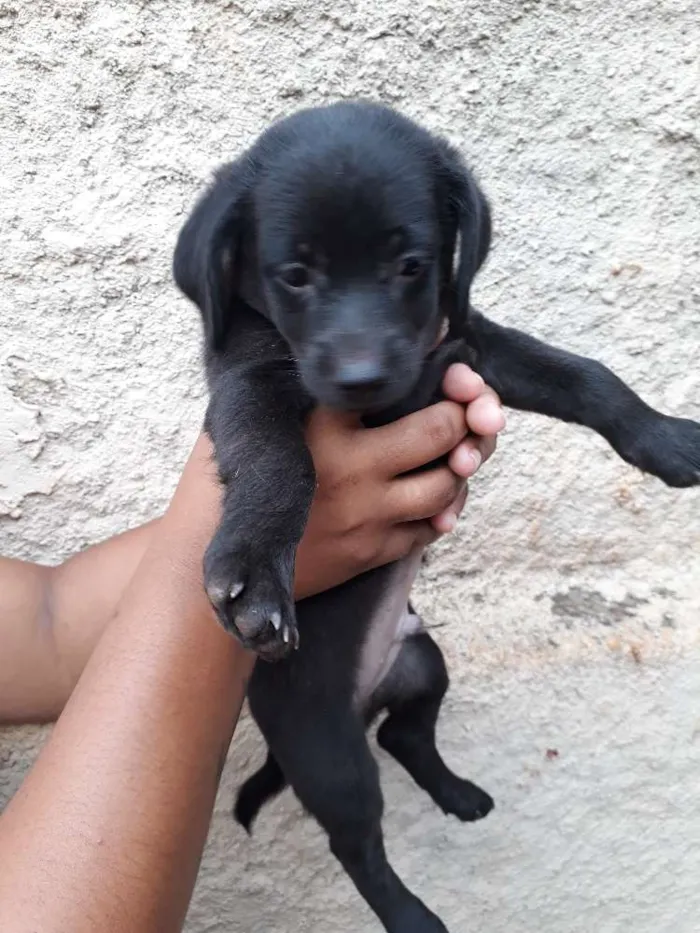 Cachorro ra a Nao tenho/Sem Nome idade Abaixo de 2 meses nome Adote 