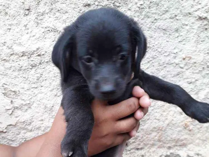 Cachorro ra a Nao tenho/Sem Nome idade Abaixo de 2 meses nome Adote 