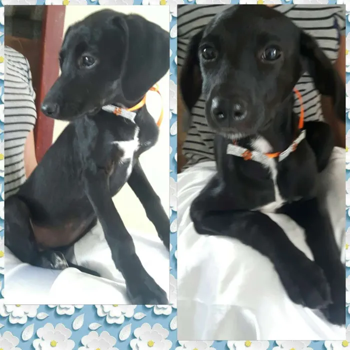 Cachorro ra a Sem raça definida idade 2 a 6 meses nome Julie