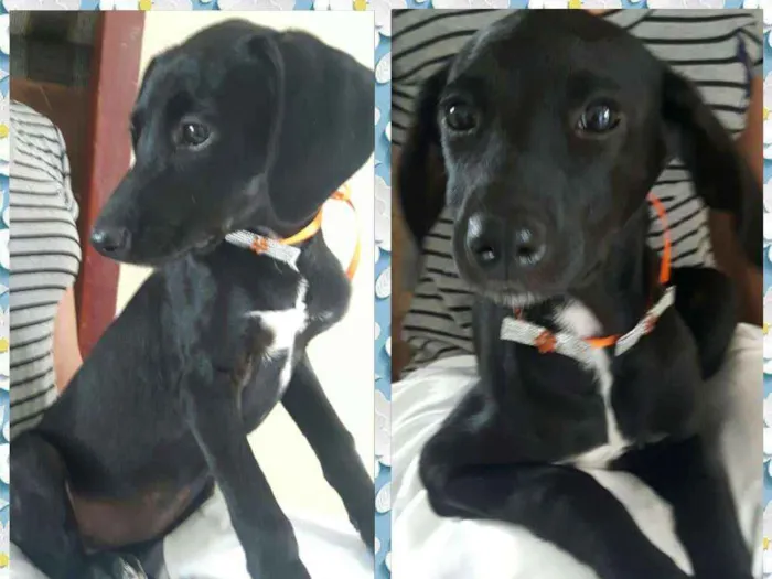 Cachorro ra a Sem raça definida idade 2 a 6 meses nome Julie