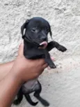 Adote 