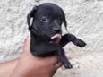 Adote