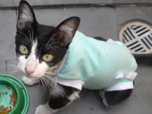 Gato raça SRD idade 2 anos nome Sebastiana