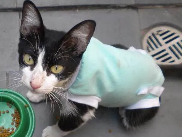 Gato ra a SRD idade 2 anos nome Sebastiana