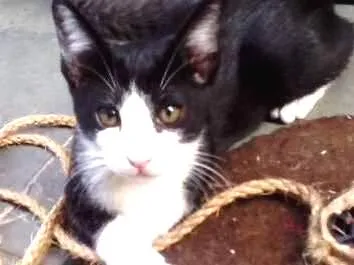 Gato ra a SRD idade 2 a 6 meses nome Frajola