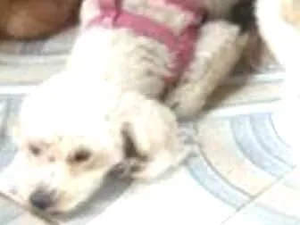 Cachorro ra a Pudoo idade 3 anos nome Mel