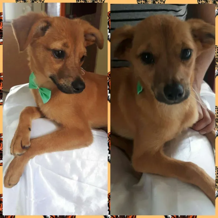Cachorro ra a Sem raça definida idade 7 a 11 meses nome Kiko