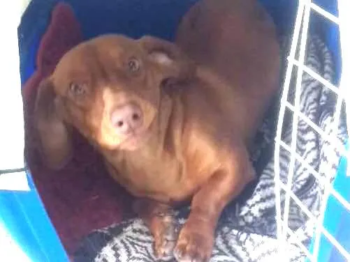 Cachorro ra a Basset idade 1 ano nome Ragu